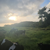 Cow Sanctuary Donation $20