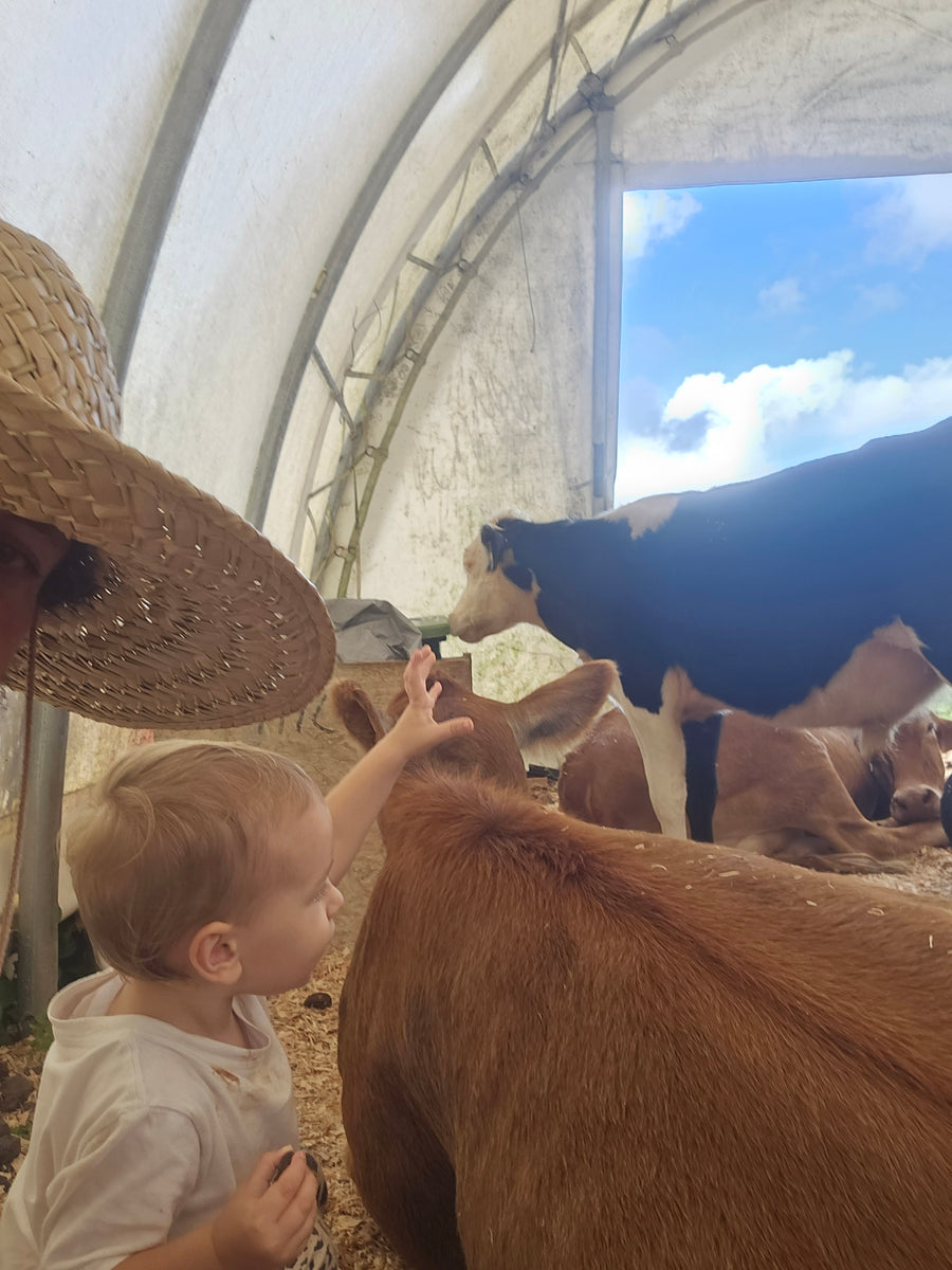 Cow Sanctuary Donation 10 Krishna Cow Sanctuary