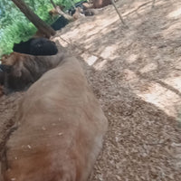 Private Cow Cuddle Therapy (1hr)