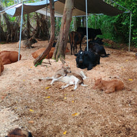 Private Cow Cuddle Therapy (1hr)