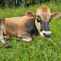 Adopt - A - Cow !