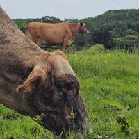 Adopt - A - Cow !