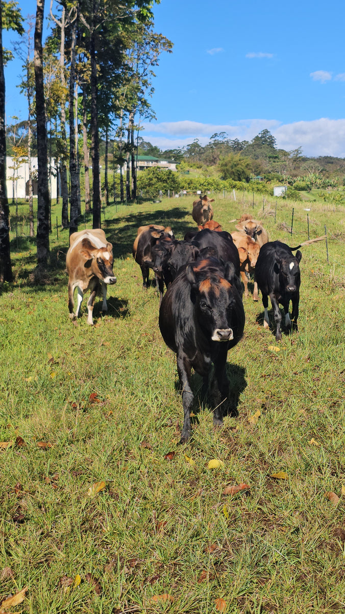 Adopt A Cow ! Krishna Cow Sanctuary