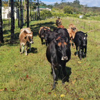 Adopt - A - Cow !