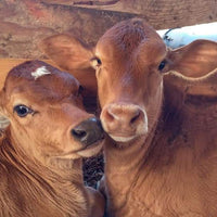 Cow Sanctuary Donation $20