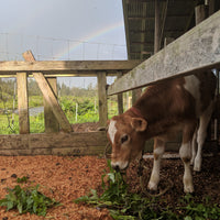 $20 Cow Cuddle Donation