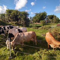 $20 Cow Cuddle Donation