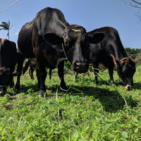 $20 Cow Cuddle Donation