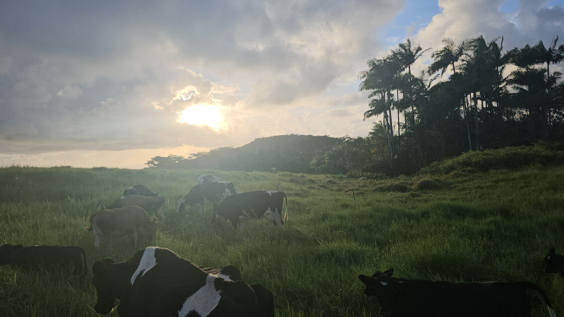 Cow Sanctuary Donation $20