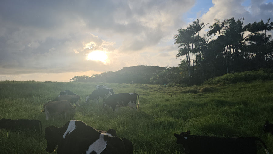 Cow Sanctuary Donation $20