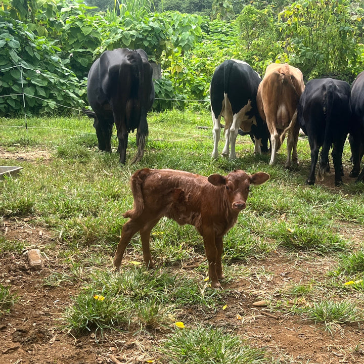 Krishna Cow Sanctuary photo 1 in Papaikou
