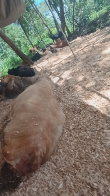 Private Cow Cuddle Therapy (1hr)