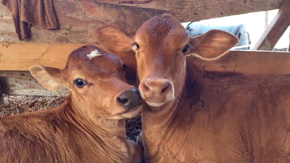 Krishna Cow Sanctuary