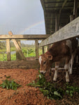 $20 Cow Cuddle Donation