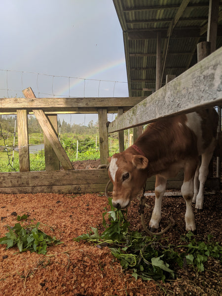 $20 Cow Cuddle Donation