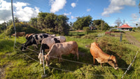 $20 Cow Cuddle Donation
