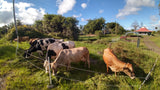 $20 Cow Cuddle Donation