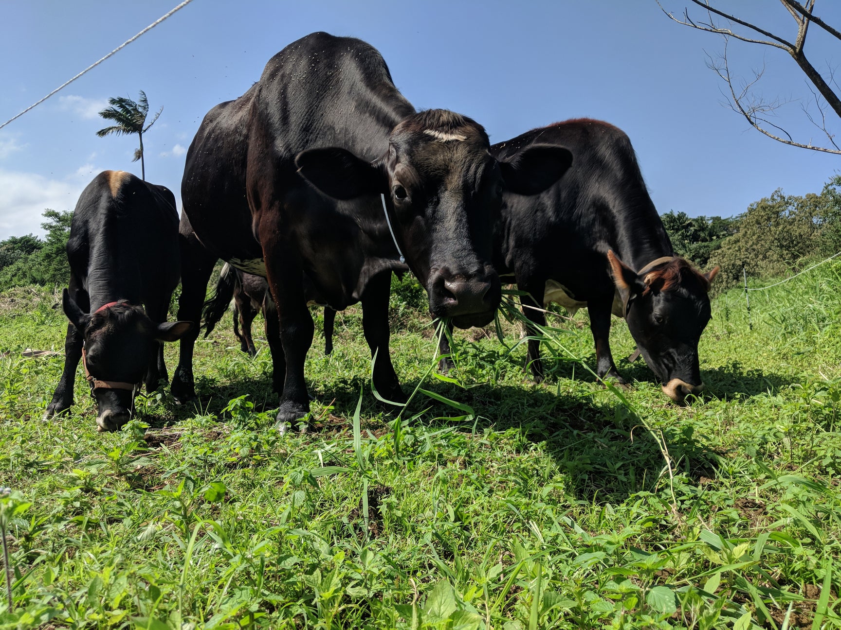 20 Cow Donation Krishna Cow Sanctuary