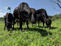 $20 Cow Cuddle Donation